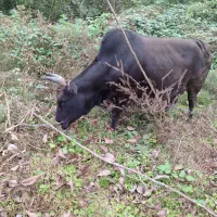 گاو چالوسی به همراه ورزا کوله|حیوانات مزرعه|رشت, رودباری|دیوار