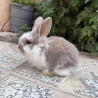 خرگوش با قفس