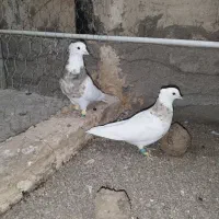 کفتر|پرنده|محمدیه-قزوین, |دیوار