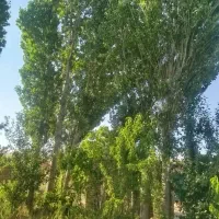 باغبانی و درختکاری