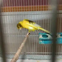 قناری رسمی بلند.