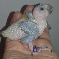 طوطی خورشیدی جوجه سانکانور خالص