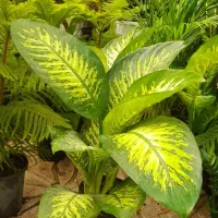 گل آپارتمانی کند.می پر برکت وتصفیه هوا|گل و گیاه طبیعی|تبریز, |دیوار