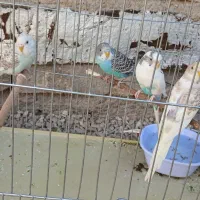 4عدد مرغ عشق همراه با وسایل