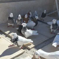 ۲۰تا کفتر طوقی آس وکلکسیونی طوقی ۲رنگ عتیقه