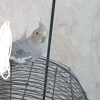 عروس هلندی ماده مست مست