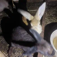 خرگوش بالق|موش و خرگوش|رشت, شهرک صبا|دیوار