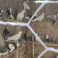 کبوتر|پرنده|سوق, |دیوار