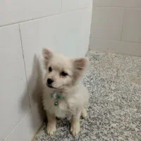 سگ پامر روباهی|سگ|اصفهان, شهید رجایی|دیوار