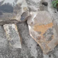 فسیل شجرزیبا با. شکل های مختلف|کلکسیون اشیاء عتیقه|بندر انزلی, بشمن|دیوار