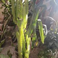 گل اپارتمانی