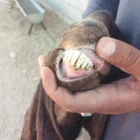 بز پتیری ابستن ۳ماه|حیوانات مزرعه|جیرفت, |دیوار