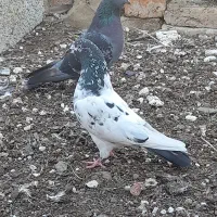 کبوتر پریشی