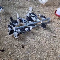 جوجه مرغ گلین (کاملا سالم و سرحال)|حیوانات مزرعه|قنوات, |دیوار