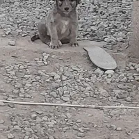 یک سگ پا کوتا از نژاد خوب