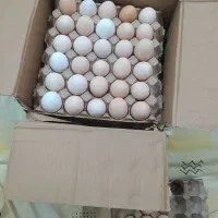 تخم مرغ محلی گلپایگانی