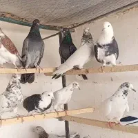 ۲۰ جفت کفتر نر و ماده ضمانتی