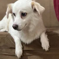 واگذاری رایگان و حمایتی