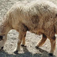 فروش 5عددمیش|حیوانات مزرعه|شیراز, حومه شیراز|دیوار