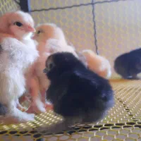 تخم تزیینی و جوجه