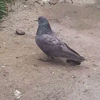 کبوتر