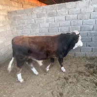 ۲ راس گوساله نر