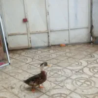 دو عدد اردک نر جون برا کشتنم چاق هستن