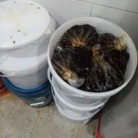 خرمای کبکاب بسته بندی شده شیره زده درجه یک|خوردنی و آشامیدنی|آبپخش, |دیوار