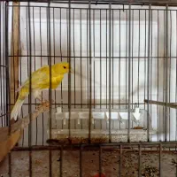 قناری نر تازه از لک دراومده ریزه میزنه|پرنده|اردبیل, |دیوار