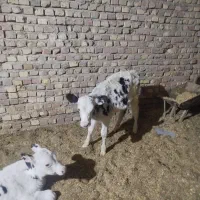 گاو شیری با گوساله نر|حیوانات مزرعه|زابل, |دیوار