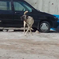 توله. وسگ ماده سرابی