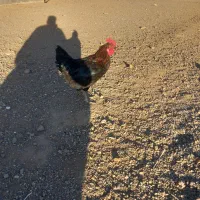 خروس مشکی|حیوانات مزرعه|زاویه, |دیوار