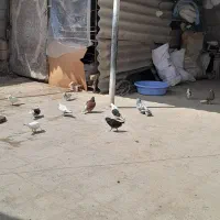 ۱۲تاکفترفروشی یکجا