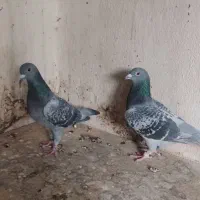 دو عدد ماده مسافتی|پرنده|پردیس, سیاه سنگ|دیوار