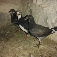 شامی دلبر ماده و سه تا جوجه هیچ بند|پرنده|برازجان, |دیوار