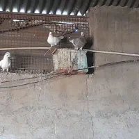 سلام. کفتر.فروشی|پرنده|سده (خراسان جنوبی), |دیوار