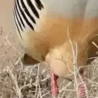بلدرچین زی نتی پرورشی