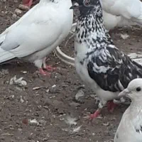 تعداد ۱۰کبوتر پرشی گرفته باهم|پرنده|بندر انزلی, چهارفریضه|دیوار