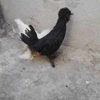 لهستانی فول کاکل.