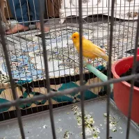 قناری ماده|پرنده|مرودشت, پشت سایپا|دیوار