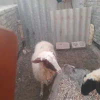 یک عدد گوسفند|حیوانات مزرعه|سوسنگرد, |دیوار