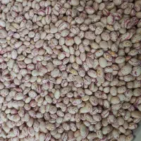 فروش ویژه لوبیا چیتی پاک شده 330