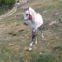 اسب معاوضه با موتور آب