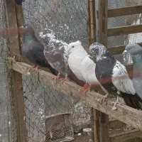 کبوتر|پرنده|خمام, |دیوار