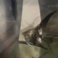 ماهی آنجل|ماهی|میاندوآب, |دیوار