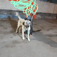 توله  پژدر عراقی  نر 9ماهه اصل