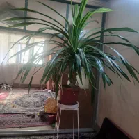 گل پانداتوس