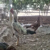 مرغ و خروس لاری