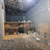 کفتر پرشی زاجر|پرنده|اشکذر, |دیوار