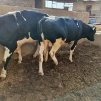 گوساله نر|حیوانات مزرعه|بادرود, |دیوار